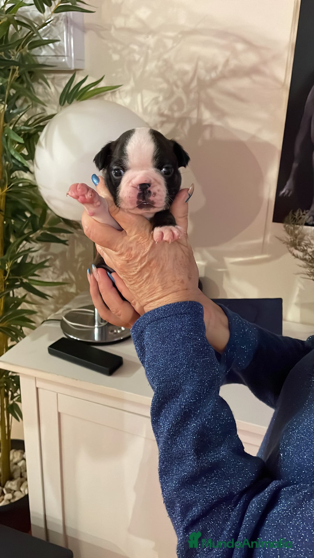 Boston Terrier perros en venta: Boston Terrier cachorros - Anuncio 7