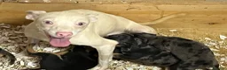 Pinscher Miniatura perros en venta: Caraby Harlequin Pinscher Benidorm  - Anuncio 6