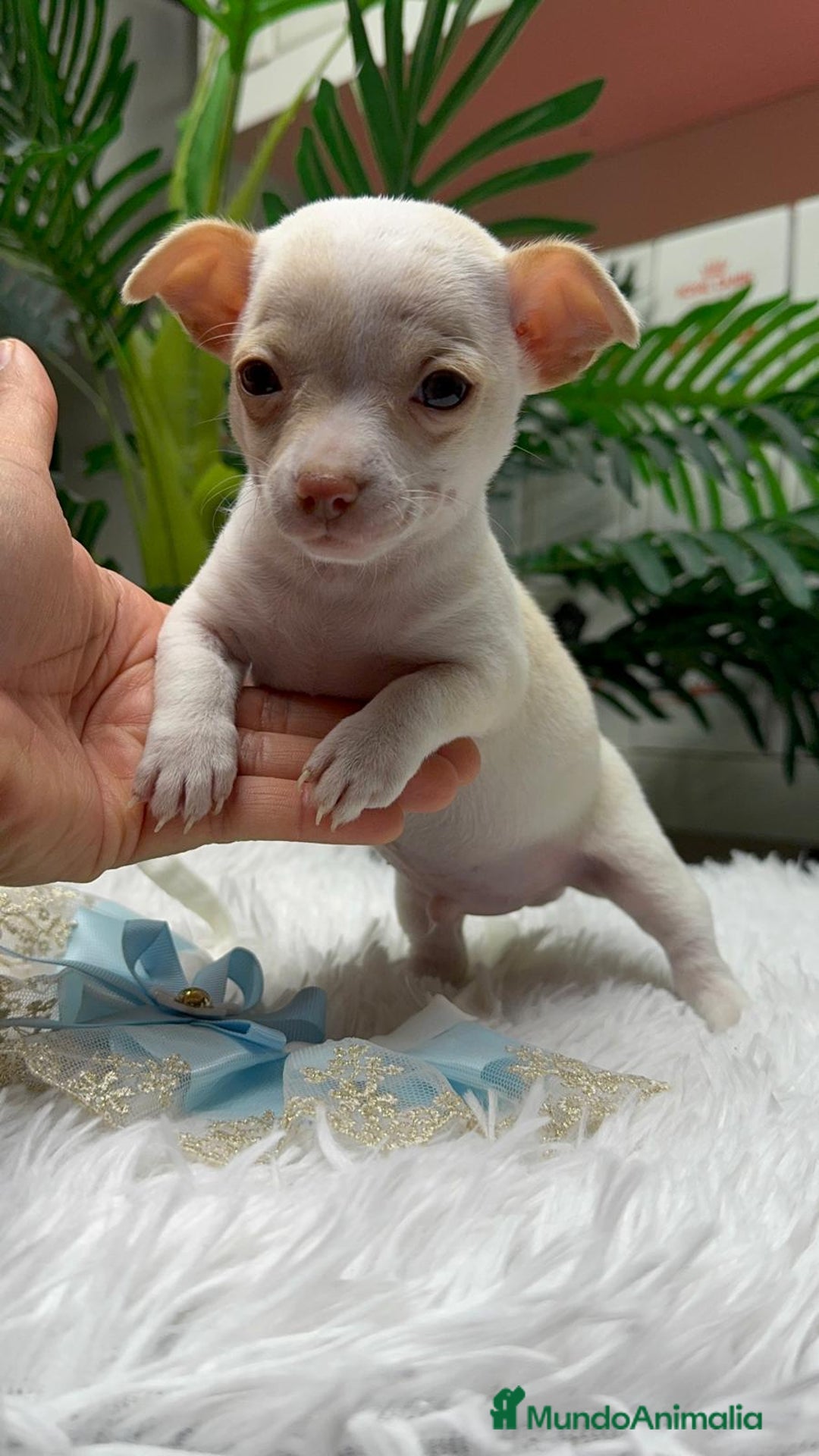 Chihuahua perros en venta: CHIHUAHUA MACHO - Anuncio 1