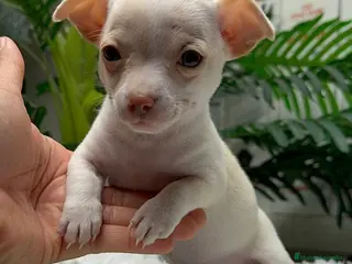 Chihuahua perros CHIHUAHUA MACHO - Anuncio 22