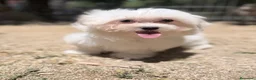 Bichón Maltés perros en venta: BICHÓN MALTES HEMBRA DISPONIBLE - Anuncio 7