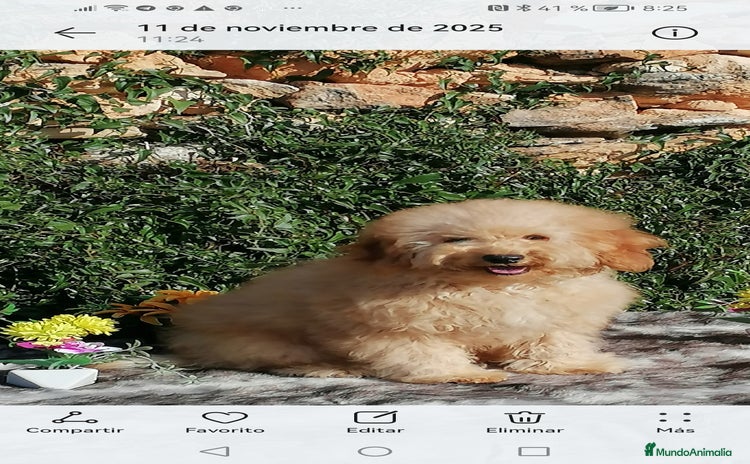 Caniche Enano perros - Anuncio 1