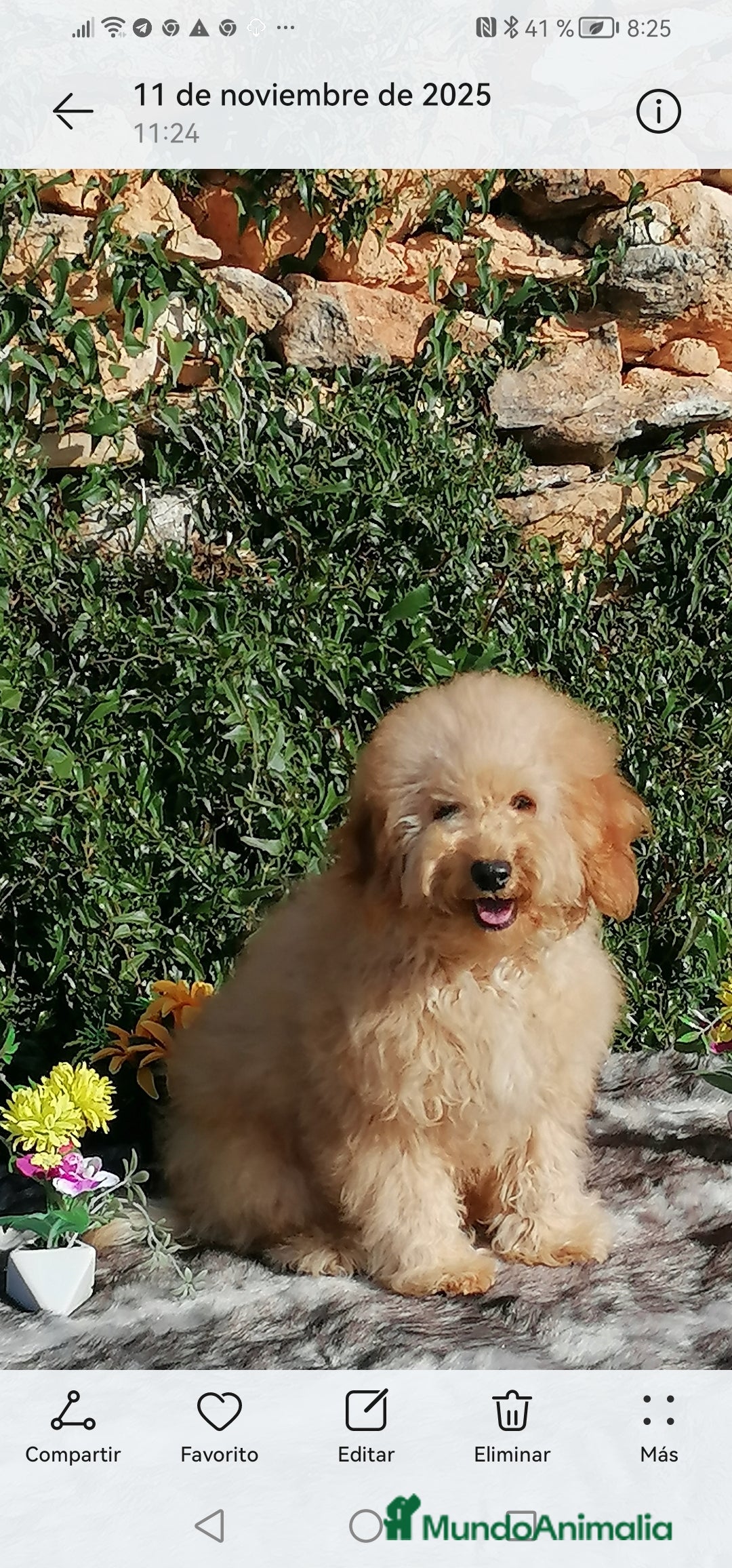 Caniche Enano perros en venta: Caniche - Imagen 1