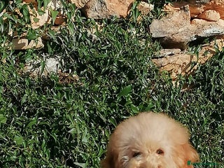 Caniche Enano perros - Anuncio 2