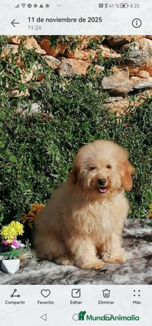 Caniche Enano perros - Anuncio 4