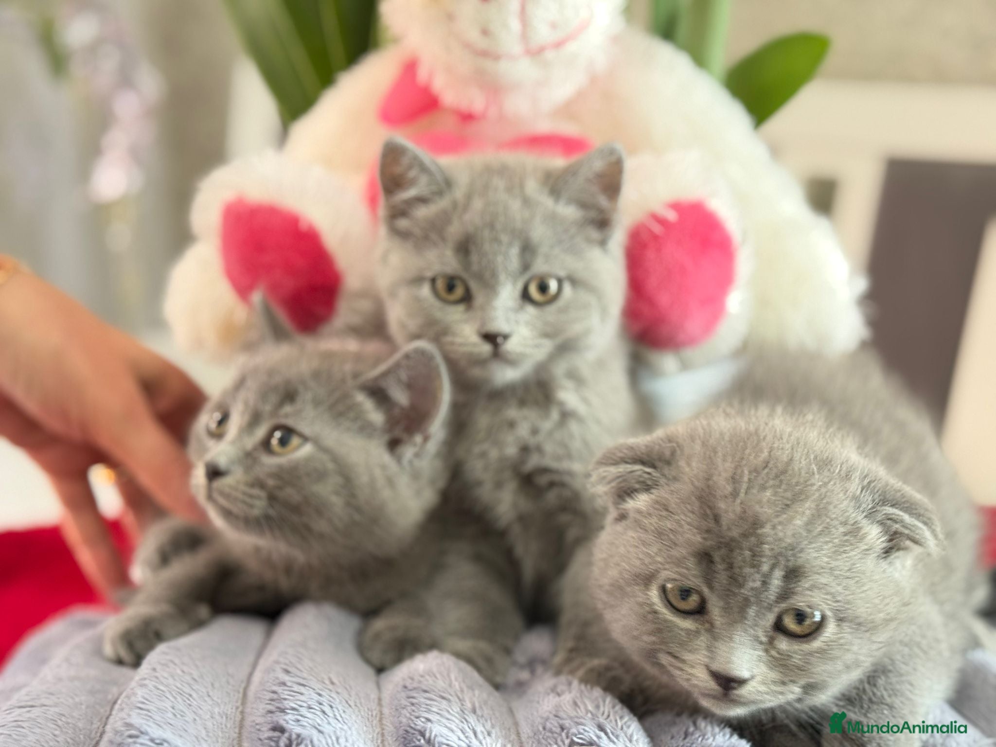 Británico de Pelo Corto Azul gatos British blue  - Anuncio 2