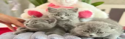 Británico de Pelo Corto Azul gatos en venta: British blue  - Anuncio 1