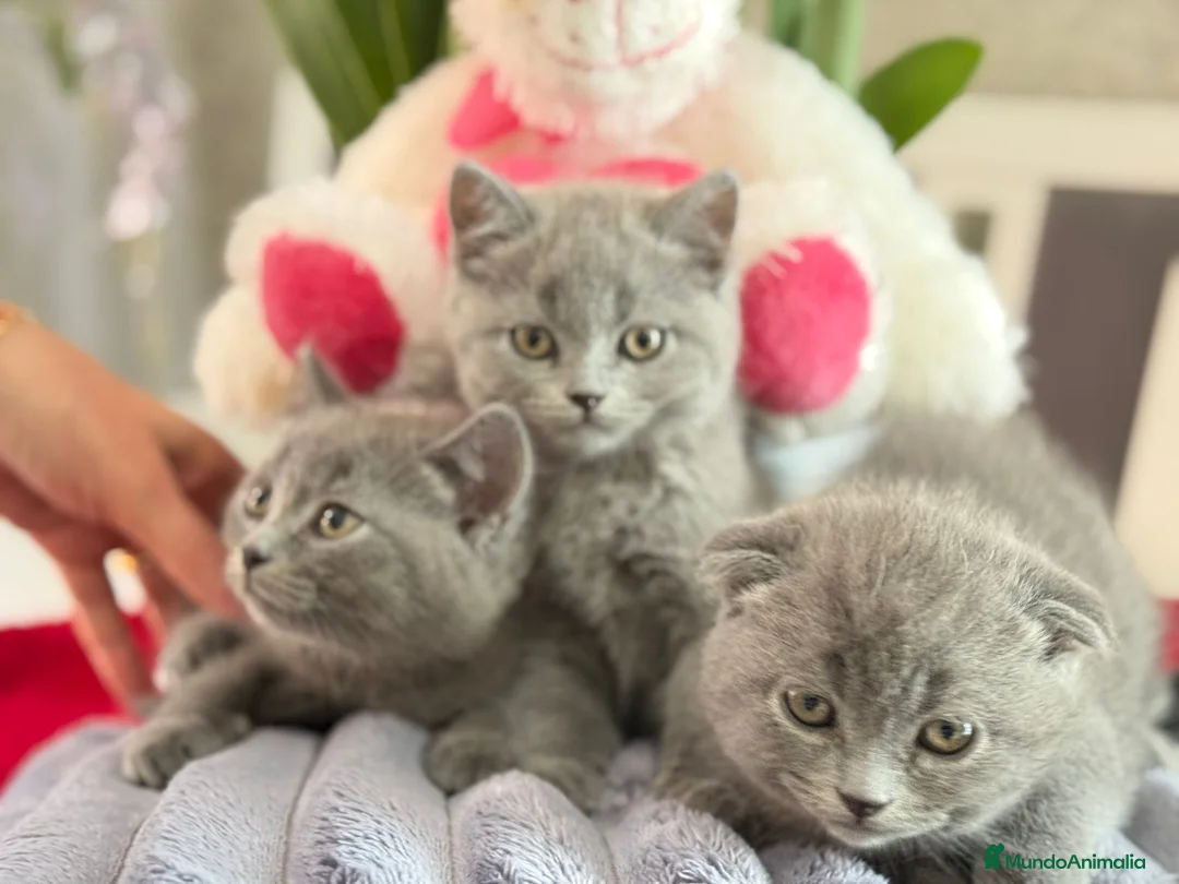 Británico de Pelo Corto Azul gatos en venta: British blue  - Anuncio 1