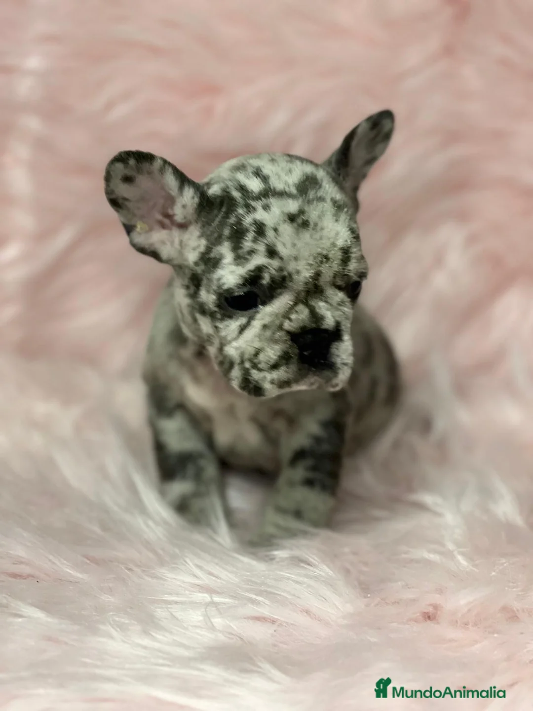 Bulldog Francés perros en venta: Bulldog merle  en Barcelona - Anuncio 3