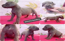 Dogo Alemán perros en venta: ¿Buscas un amigo fiel, alegre y lleno de energía? - Imagen 5