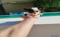 Chihuahua perros en venta: Chihuahua toy  - Imagen 5