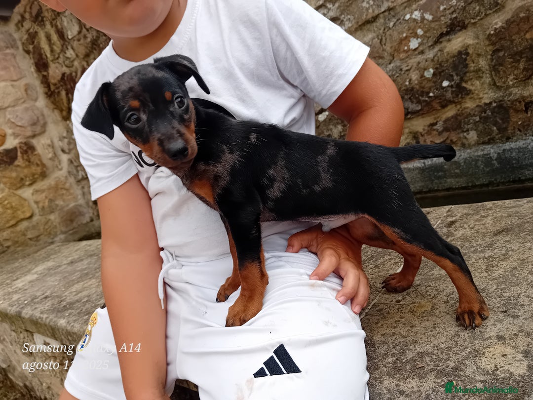 Pinscher Alemán perros en venta: Pincher blue merle - Imagen 4