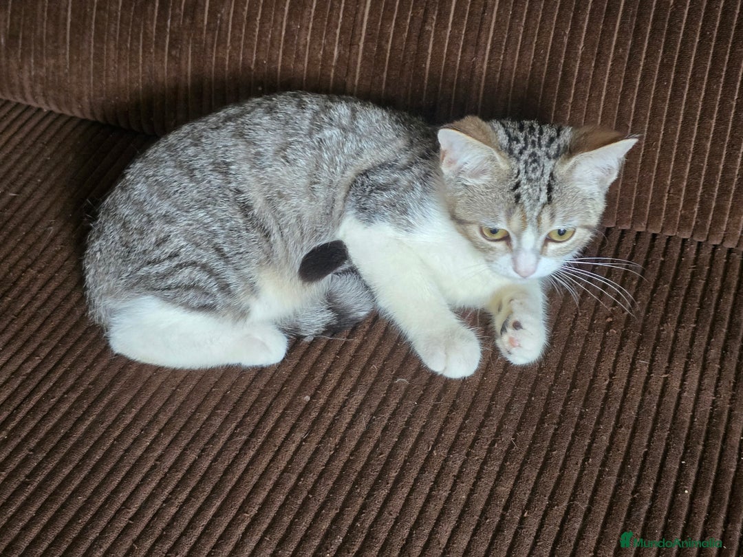 Británico de Pelo Corto gatos en adopcion: Gatcot.com - Imagen 3