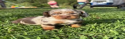 Teckel Miniatura perros en venta: TECKEL CALIDAD SUPREMA !  - Anuncio 10