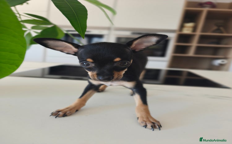 Pinscher Miniatura perros - Anuncio 1