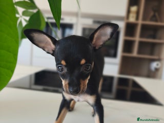 Pinscher Miniatura perros - Anuncio 16