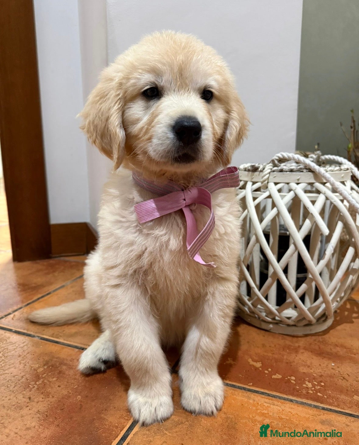 Golden Retriever perros Golden retriever  - Anuncio 1