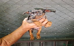 Pinscher Miniatura perros en venta: Mini pinscher  - Imagen 9
