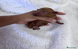 Caniche Toy perros en venta: CANICHE TOY HEMBRA - Imagen 3