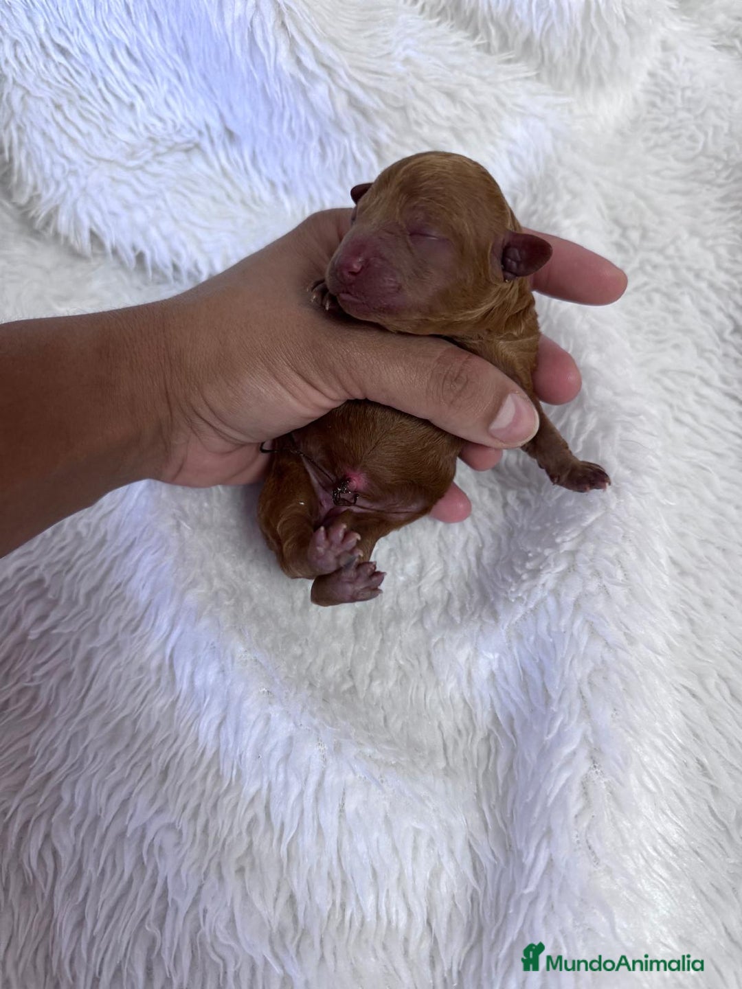 Caniche Toy perros en venta: CANICHE TOY HEMBRA - Imagen 3