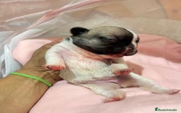 Bulldog Francés perros en venta: Bulldog Francés criado en familia Cría responsable - Imagen 4