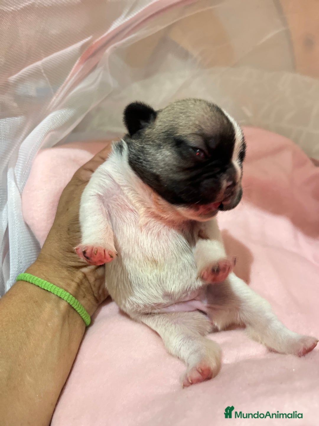 Bulldog Francés perros en venta: Bulldog Francés criado en familia Cría responsable - Imagen 4