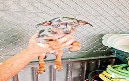 Pinscher Miniatura perros en venta: Mini pinscher  - Imagen 7
