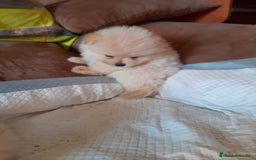 Pomerania perros en venta: Pomerania  - Anuncio 7