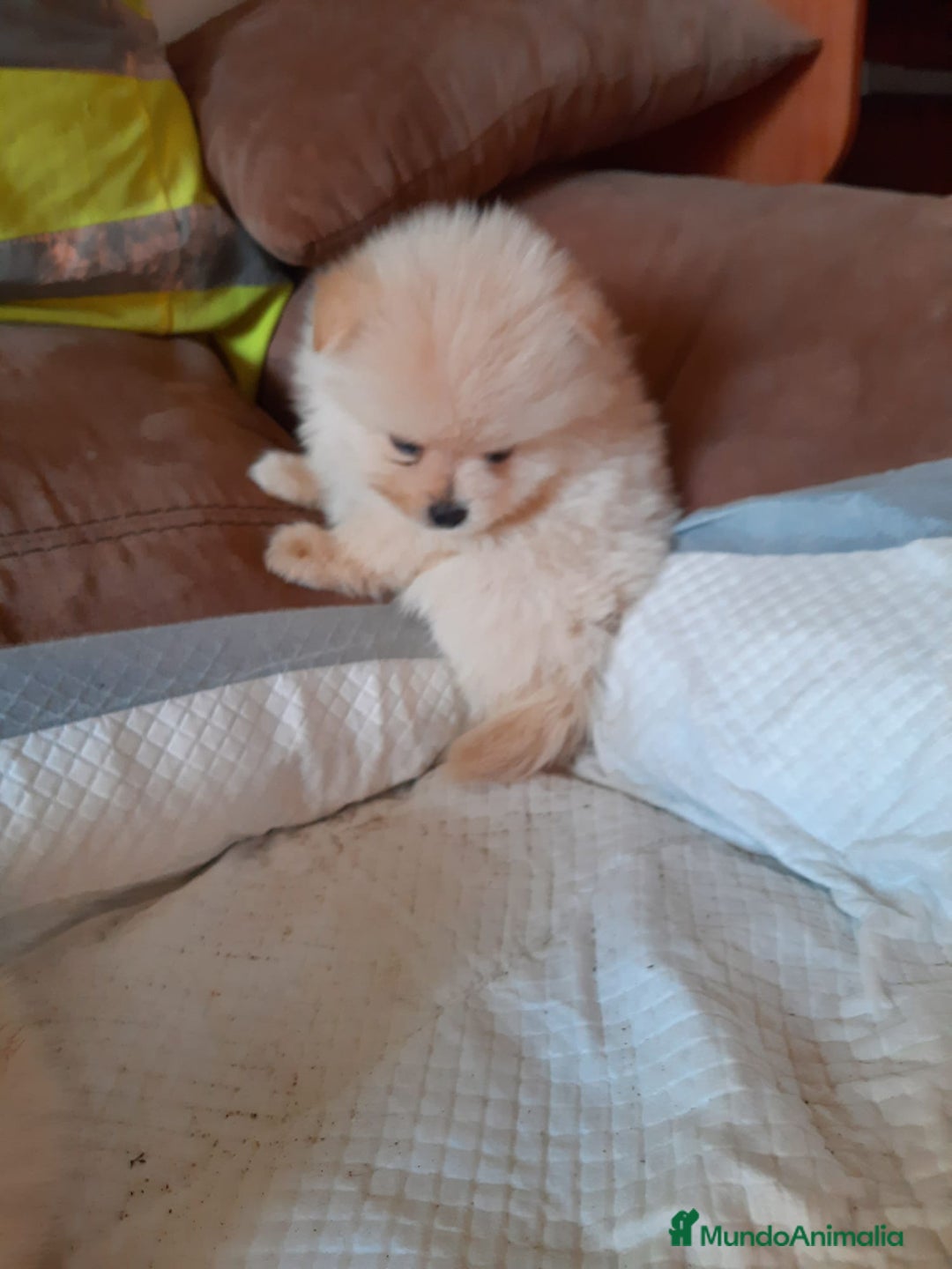 Pomerania perros en venta: Pomerania  - Anuncio 7