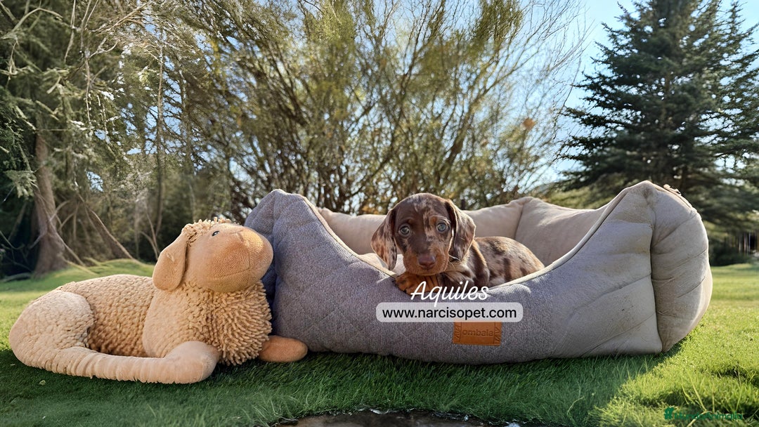 Teckel Miniatura perros en venta: TECKEL ARLEQUIN CHOCOLATE - Imagen 1