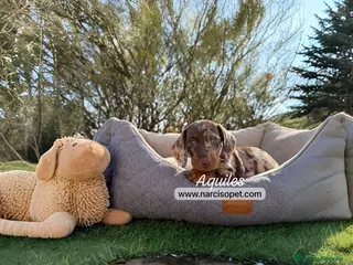 Teckel Miniatura perros TECKEL ARLEQUIN CHOCOLATE - Anuncio 29