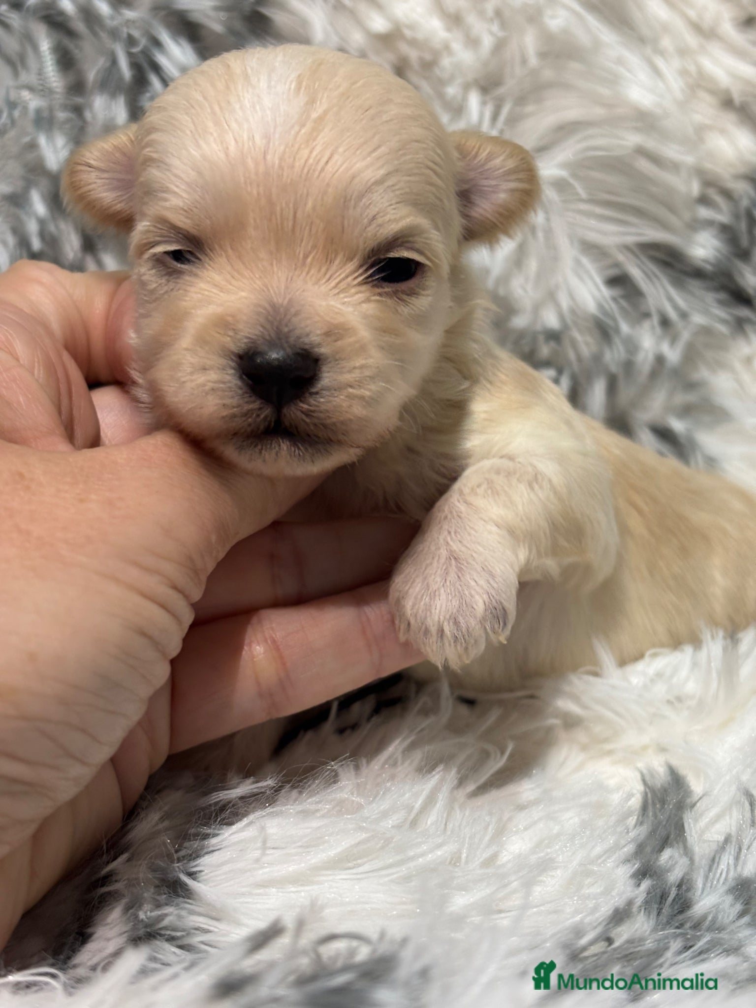 Maltipoo perros Maltipoo toy hembra y macho  - Anuncio 2