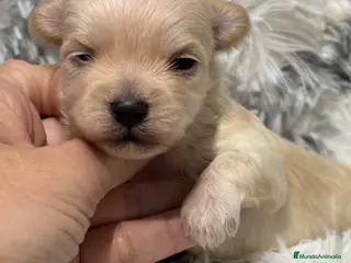 Maltipoo perros Maltipoo toy hembra y macho - Anuncio 2