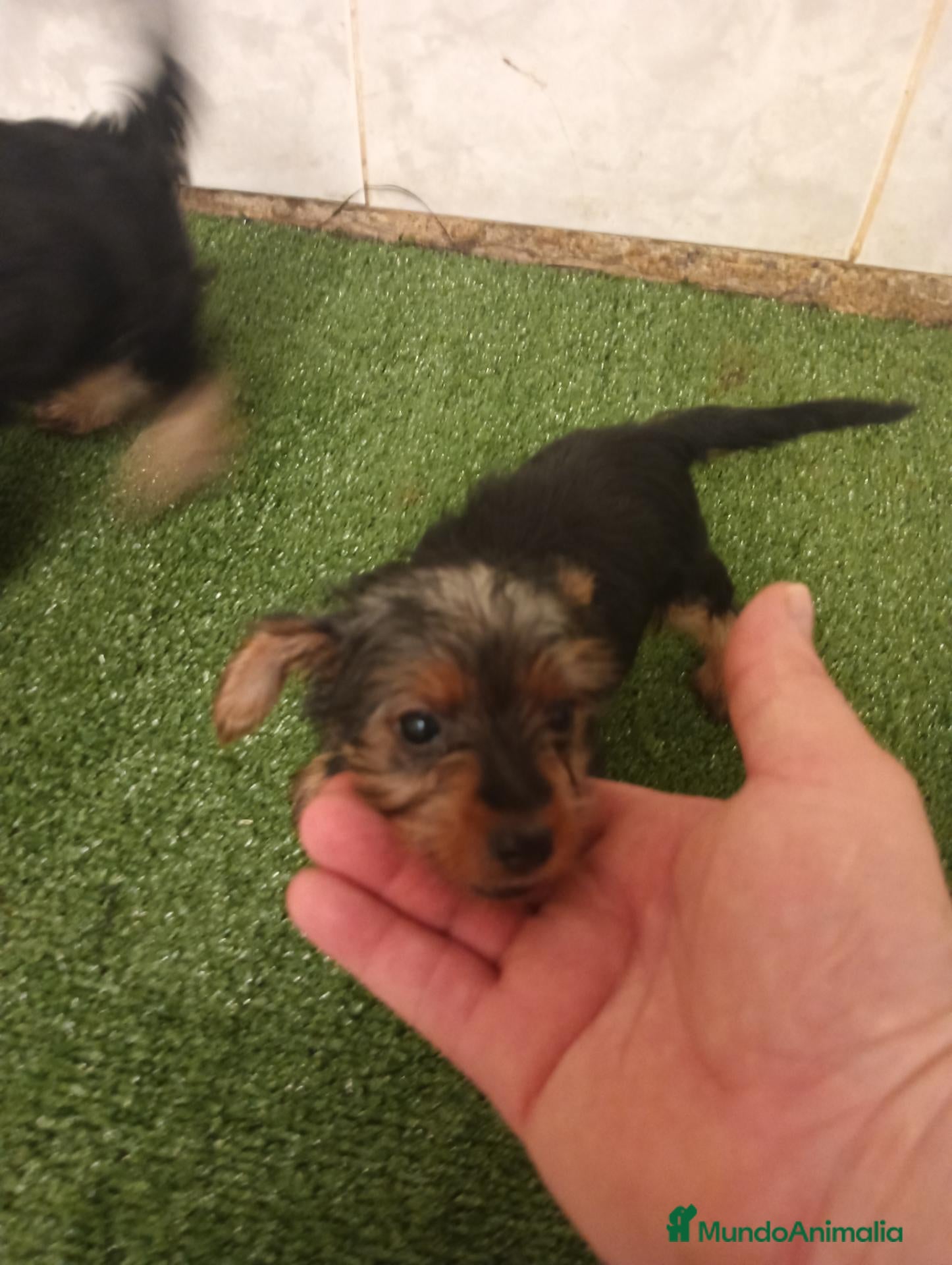 Yorkshire Terrier perros Yorkshire toy - Anuncio 1