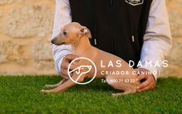 Pequeño Lebrel Italiano perros en venta: Piccolo lebrel italiano - Imagen 3