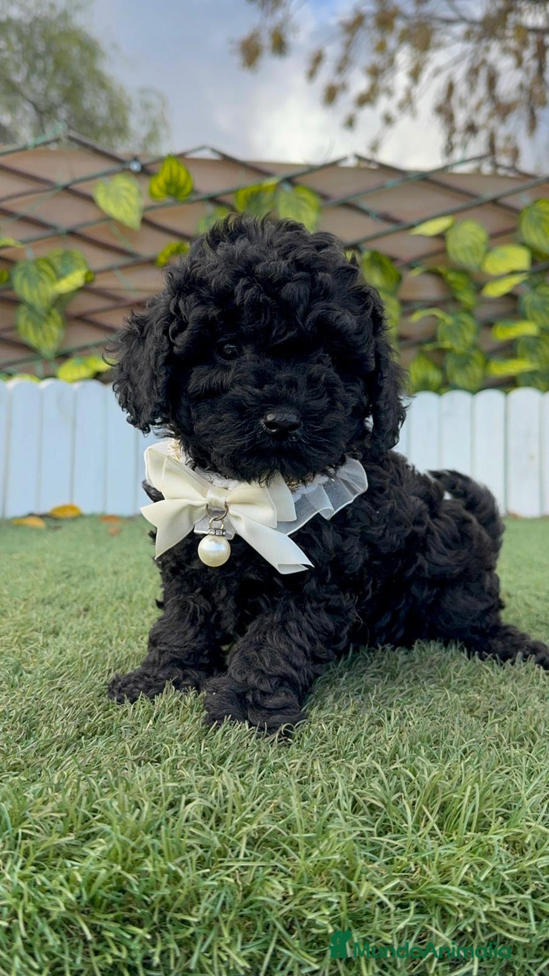 Caniche Toy perros en venta: CANICHE TOY MACHO - Anuncio 9