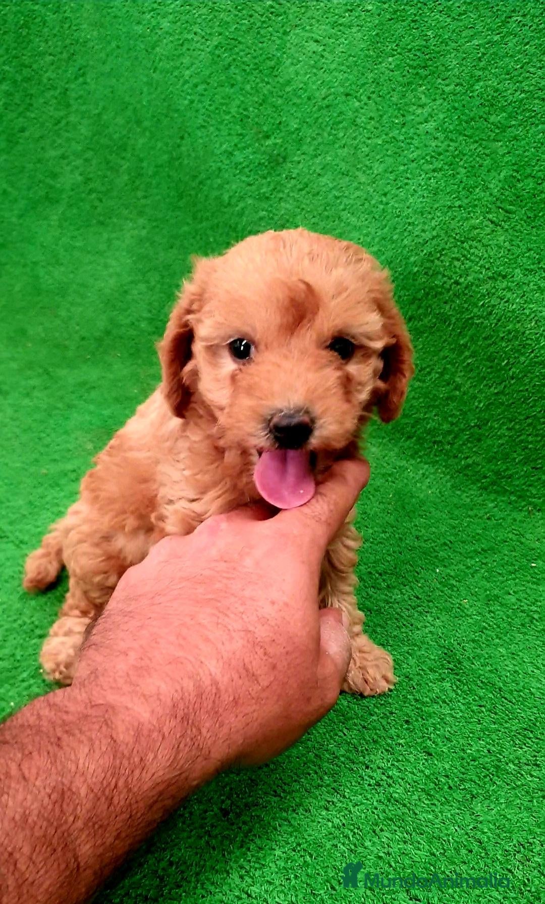 Maltipoo perros # Maltipoo # - Anuncio 12