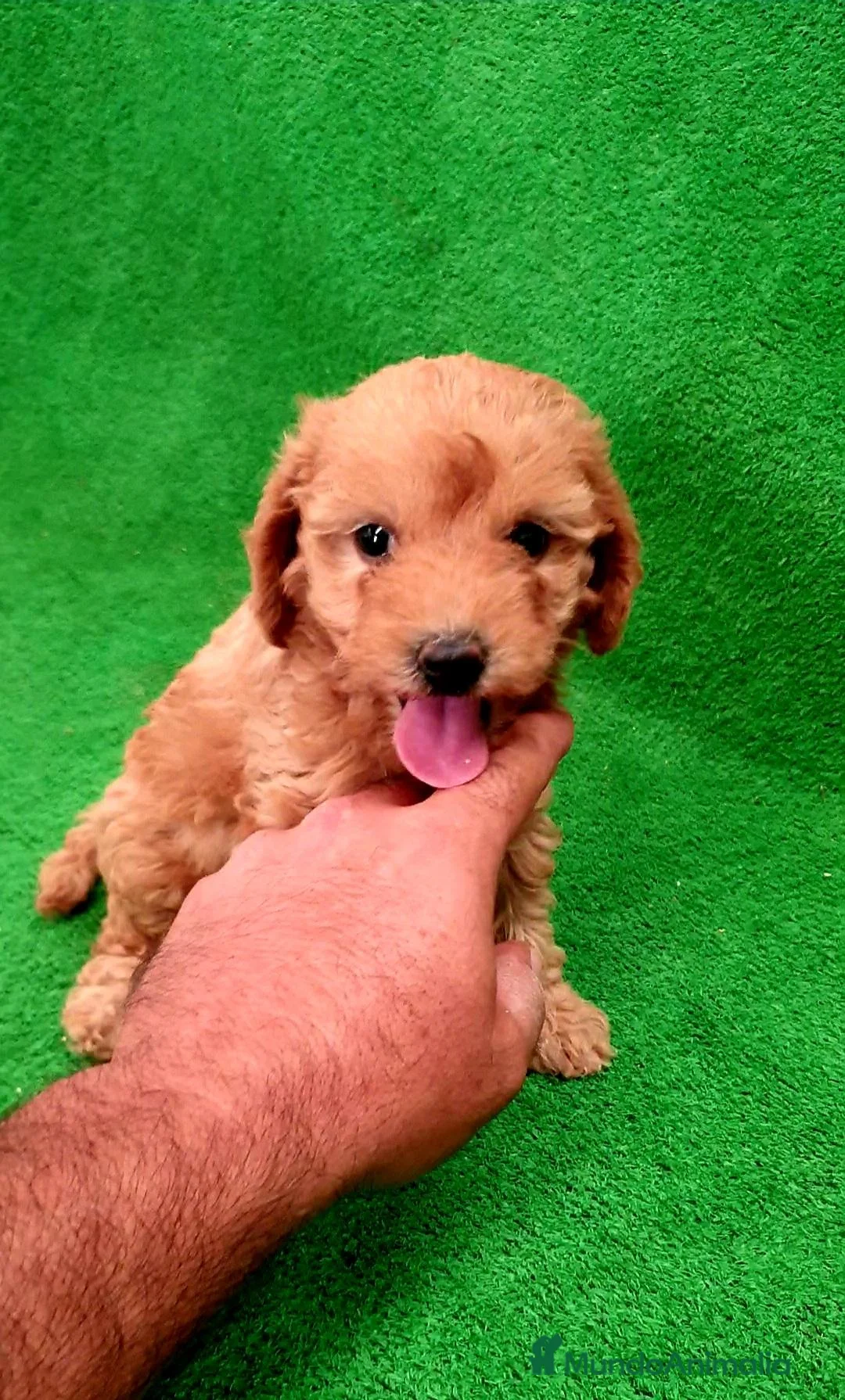 Maltipoo perros en venta: # Maltipoo # - Anuncio 1