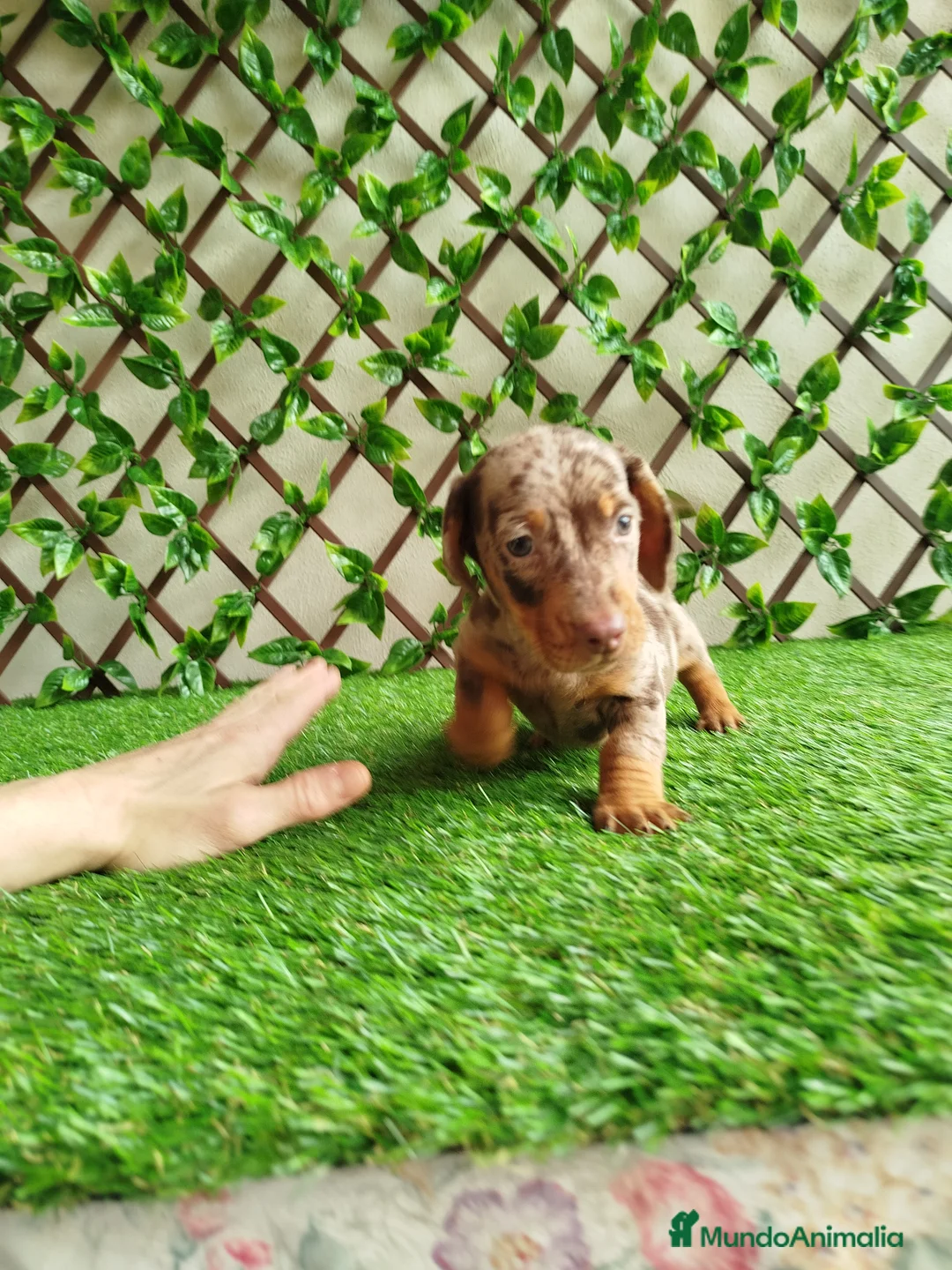 Teckel Miniatura perros en venta: Teckels kanichen  - Anuncio 6