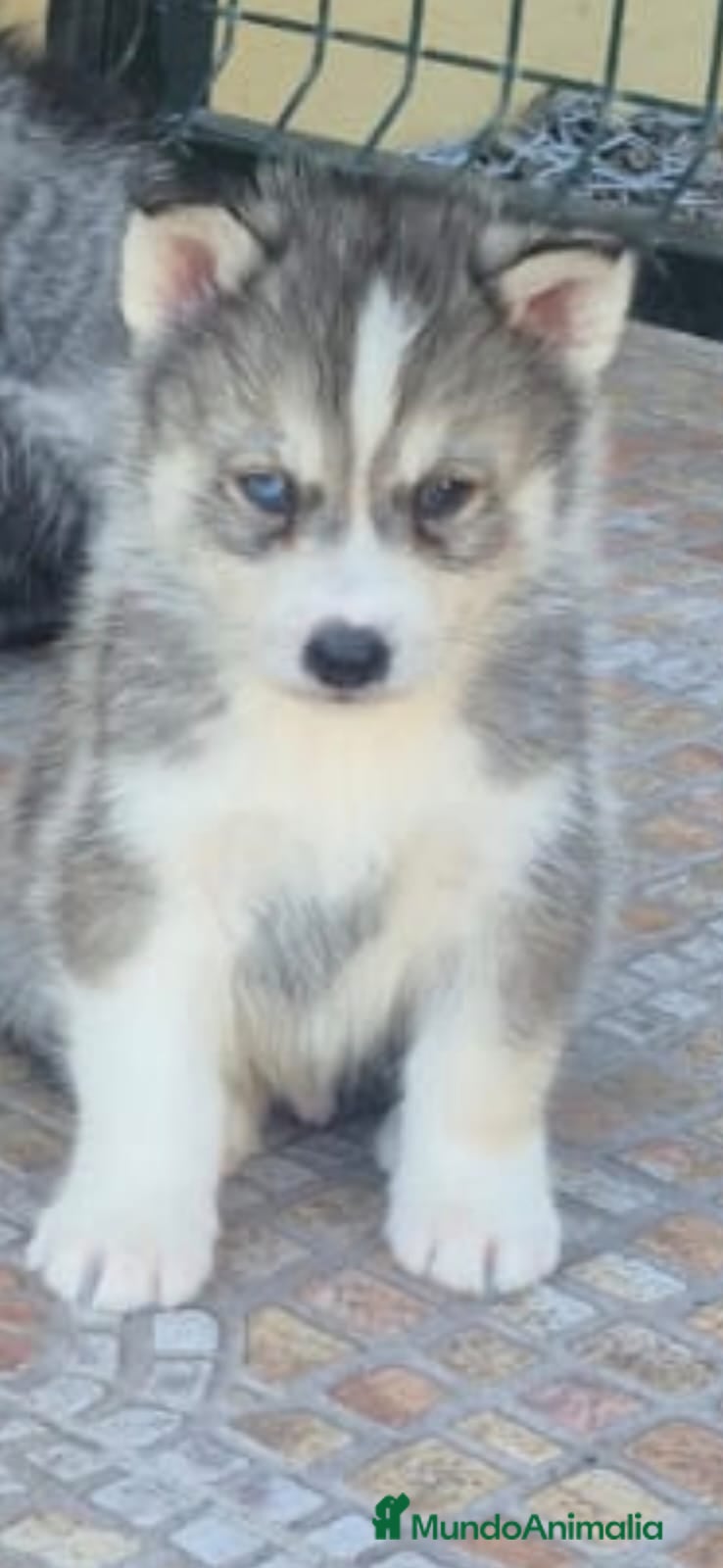 Husky Siberiano perros Husky siberiano camada - Anuncio 33