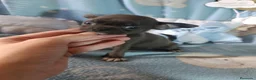 Chihuahua perros en venta: Chihuahua toy machitos  - Anuncio 3