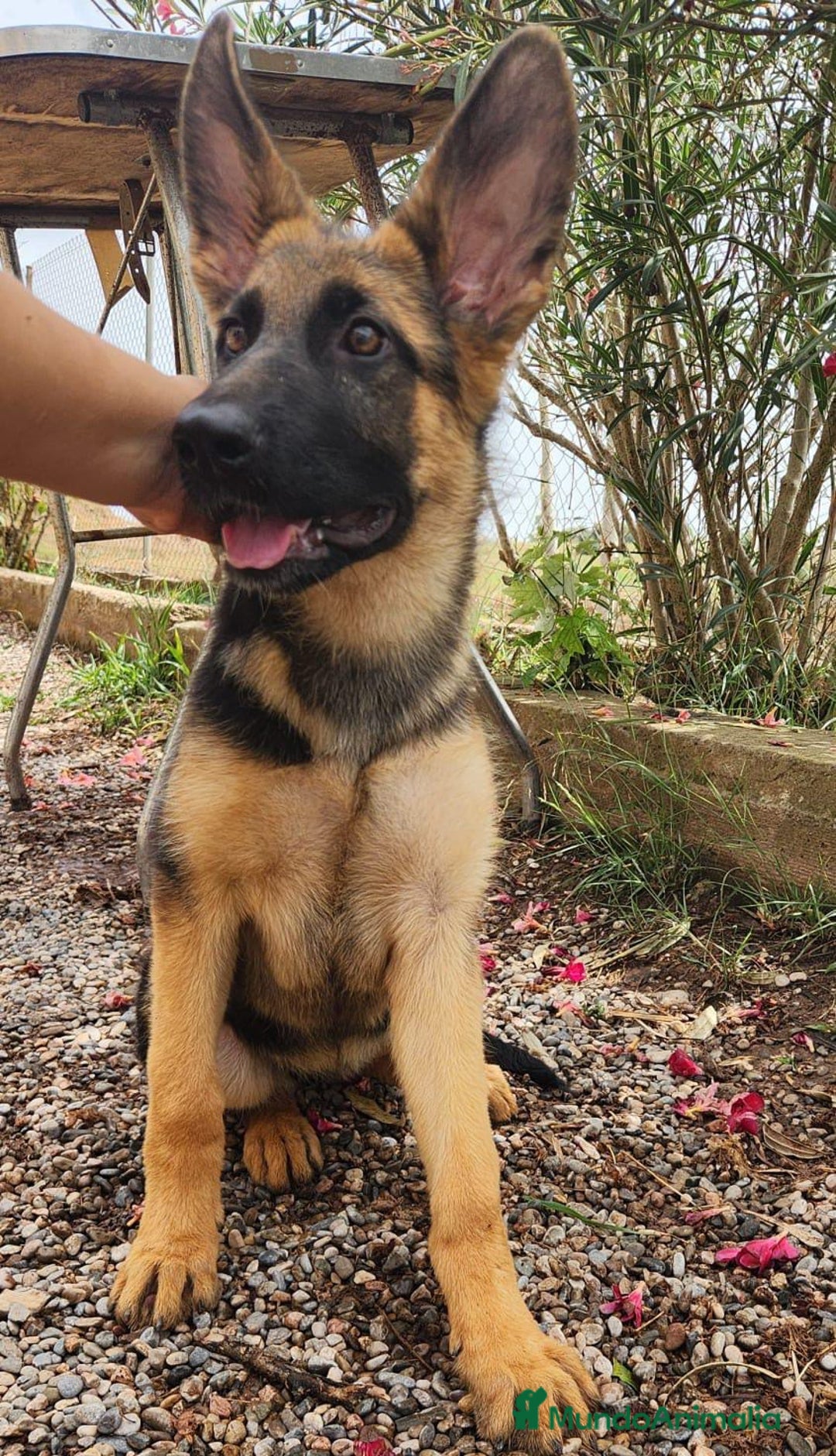 Pastor Alemán perros en venta: PASTOR ALEMAN - Imagen 3
