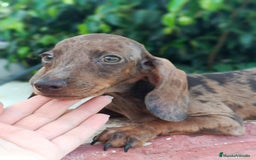 Teckel Miniatura perros en venta: Cachorrito teckel precio real  - Imagen 6