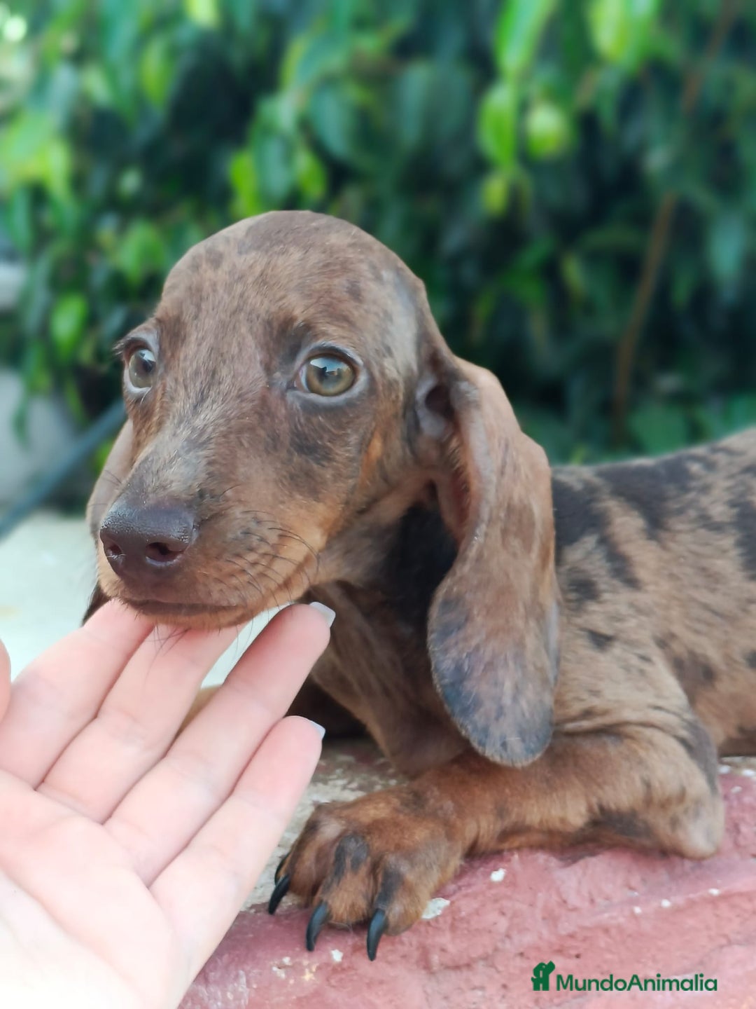 Teckel Miniatura perros en venta: Cachorrito teckel precio real  - Imagen 6