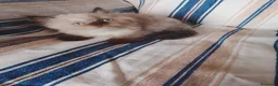 Persa gatos en venta: Gatos persas  - Anuncio 4