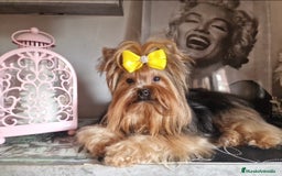 Yorkshire Terrier perros en venta: Yorkshire terrier - Imagen 10