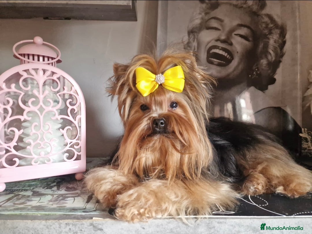 Yorkshire Terrier perros en venta: Yorkshire terrier - Imagen 10