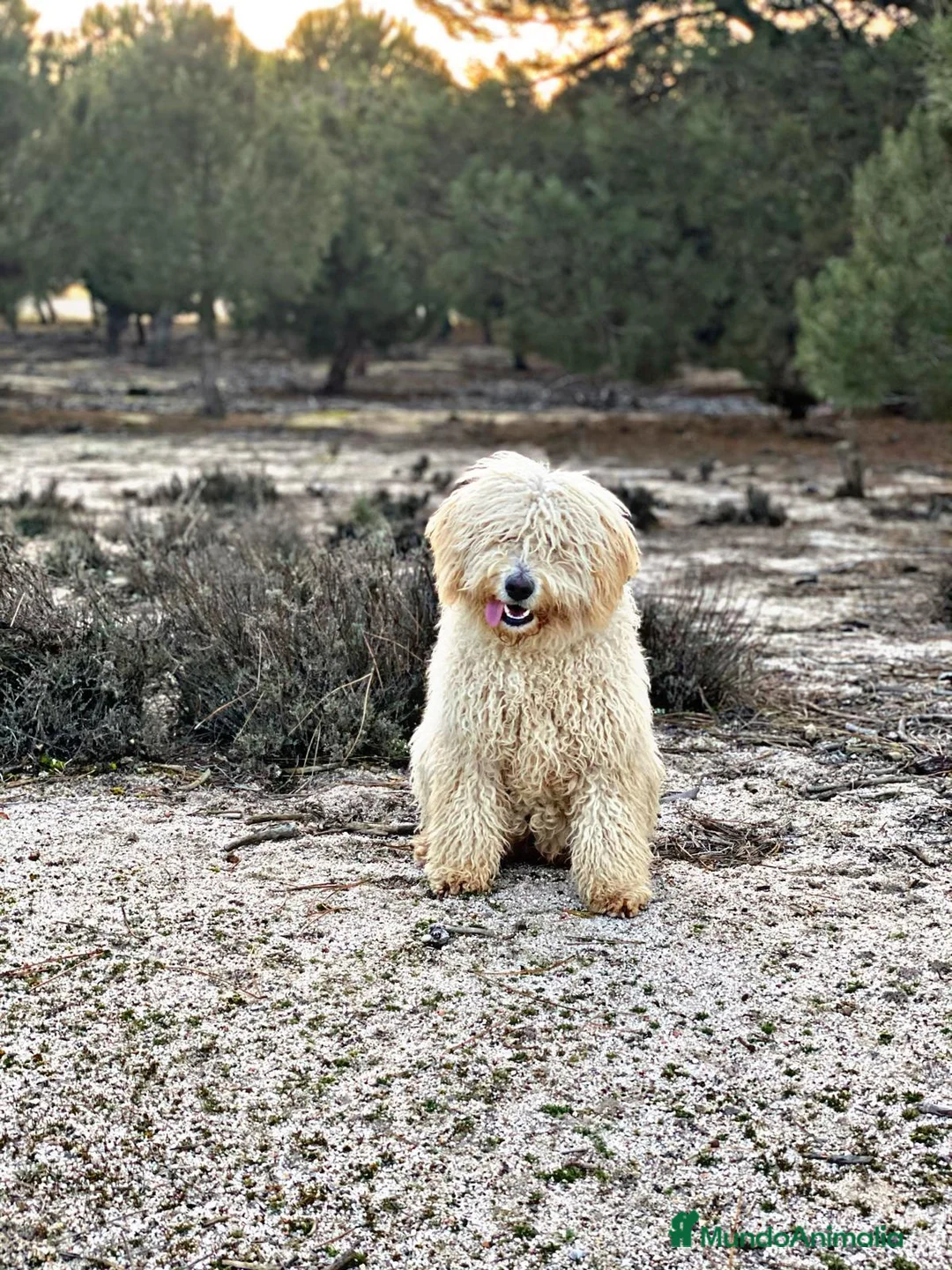 Perro de Agua Español perros en venta: ABRIMOS reservas  en Madrid - Anuncio 15