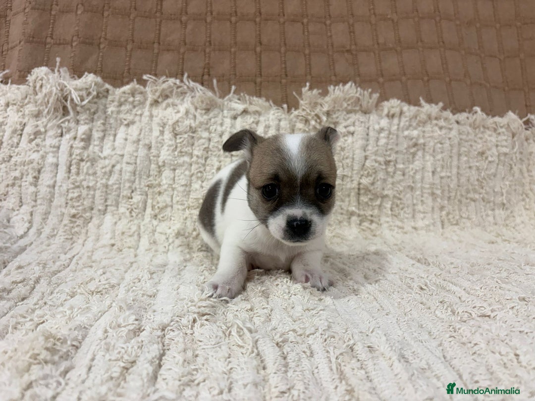Chihuahua perros en venta: Chihuahua toy - Anuncio 20