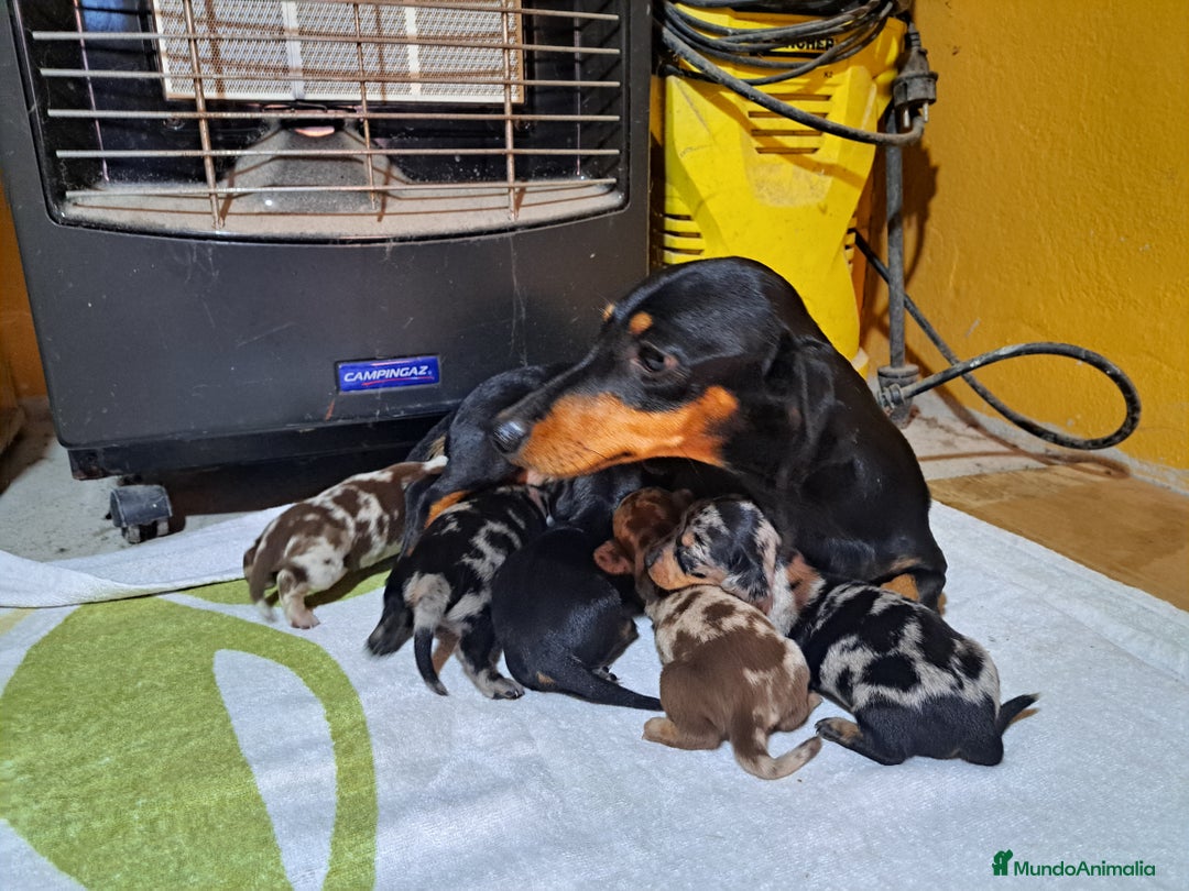 Teckel Miniatura perros en venta: Teckel miniatura  - Anuncio 1